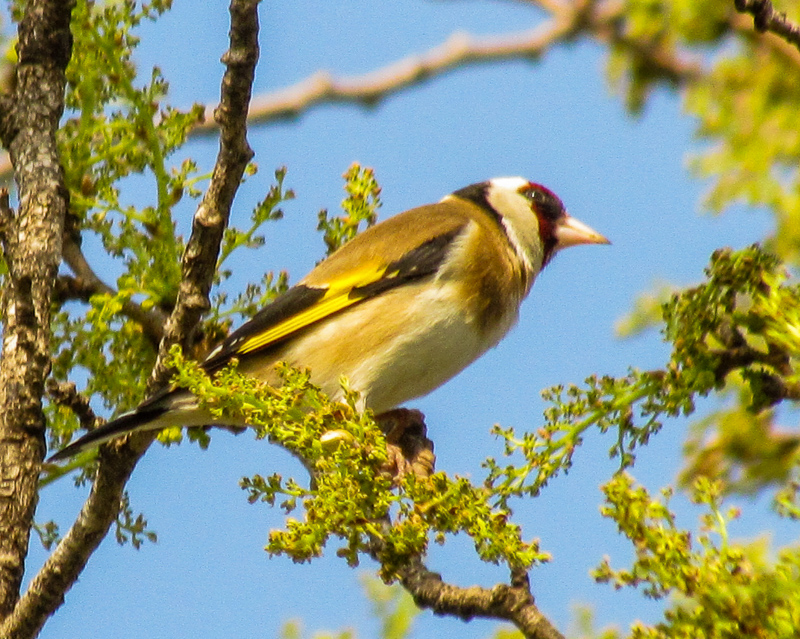 European Goldfinch