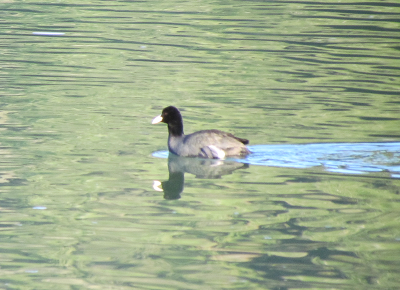 Eurasian Coot