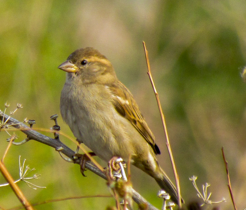 House Sparrow