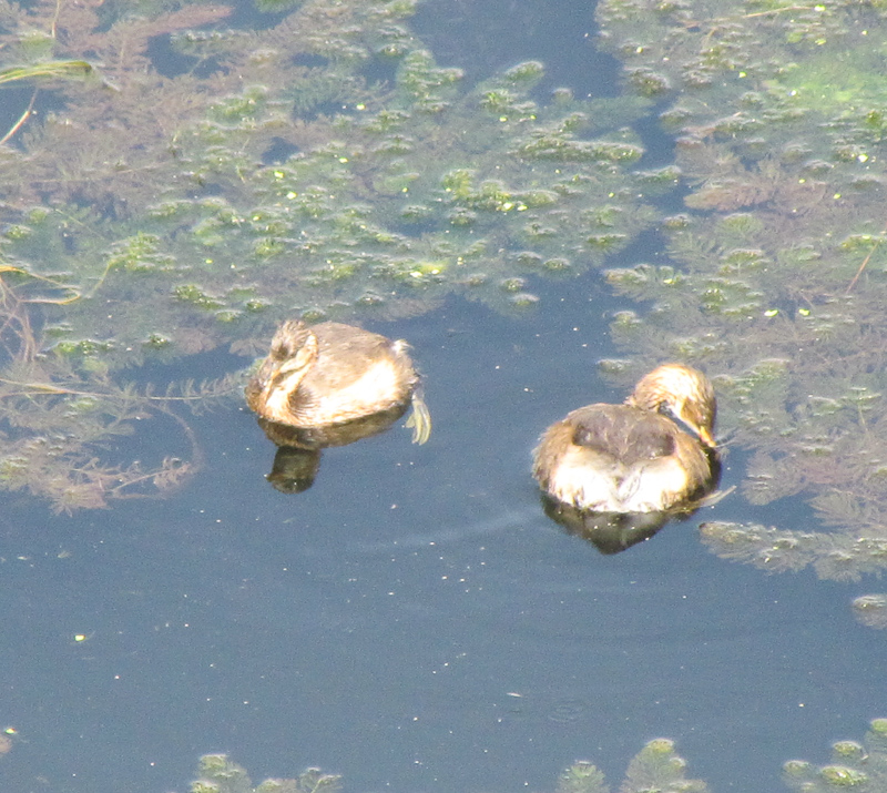 Little Grebe