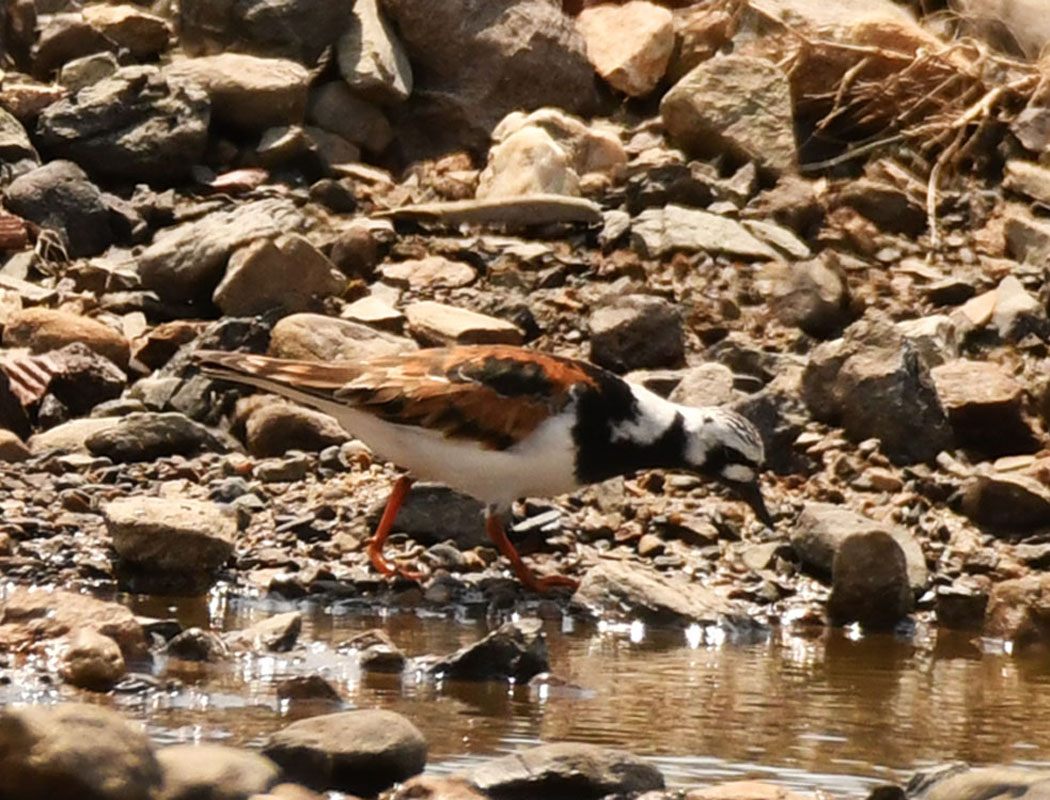 Ruddy Turnstone