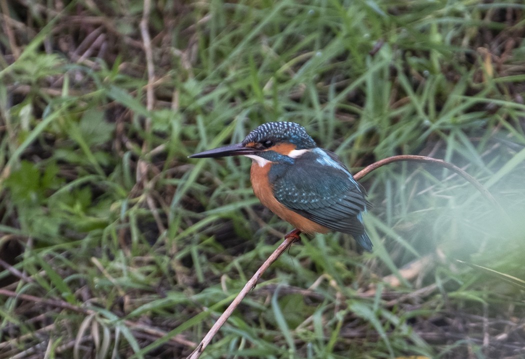 Common Kingfisher