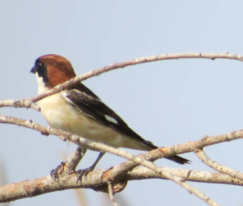 Woodchat Shrike