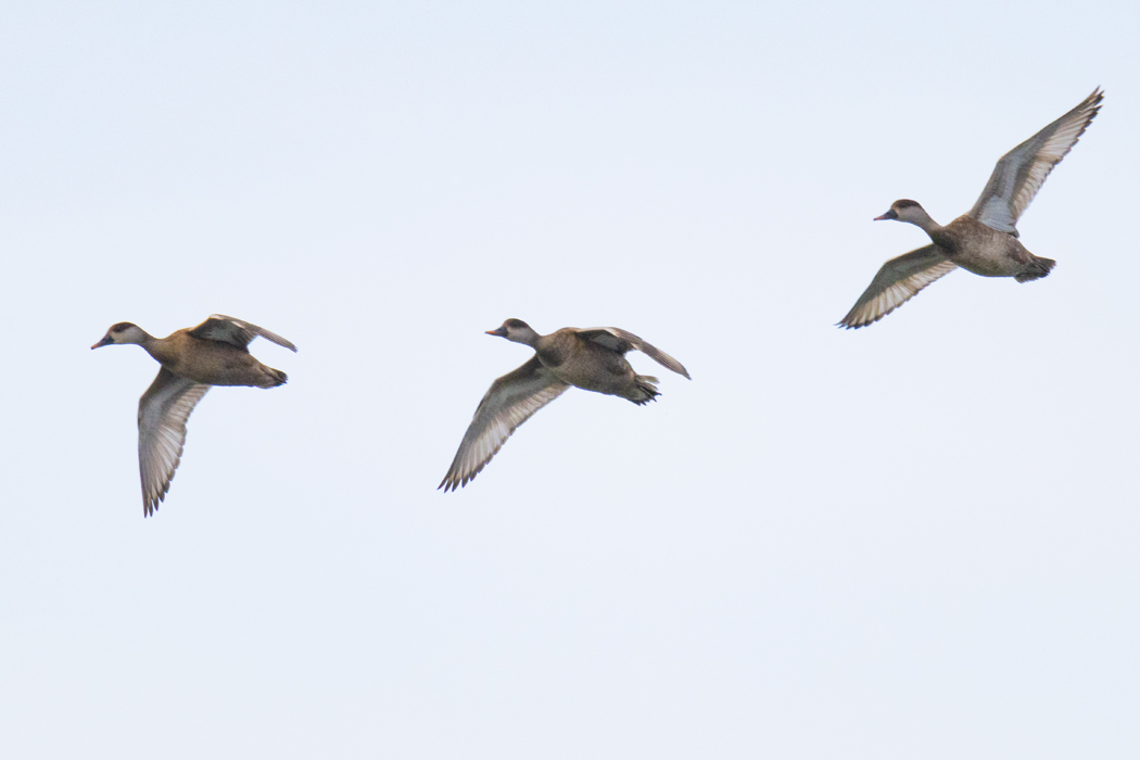 Red-crested Pochard