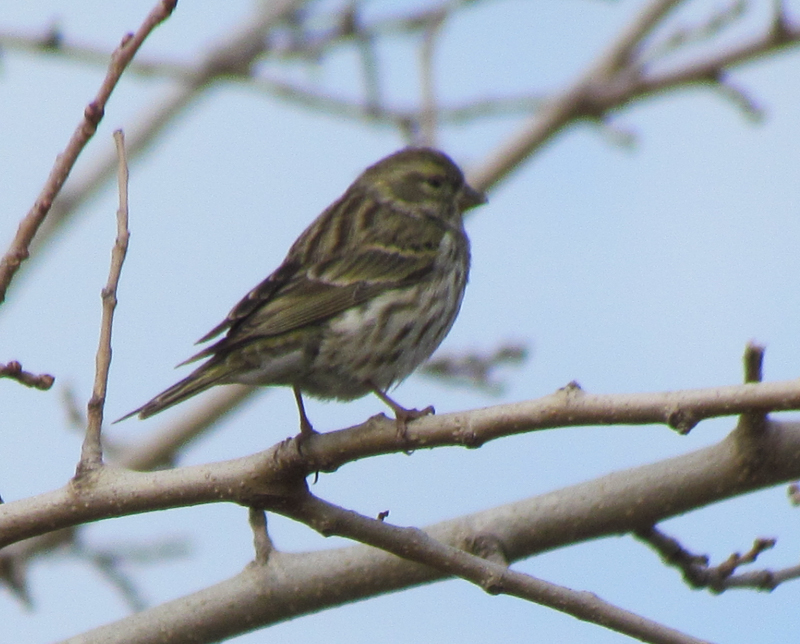 European Serin
