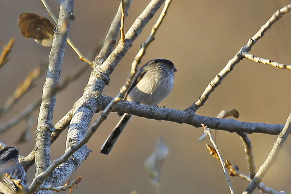 Long-tailed Tit