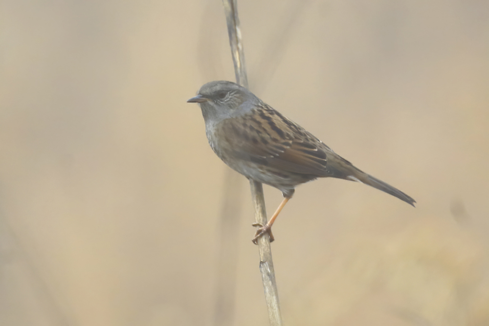 Dunnock