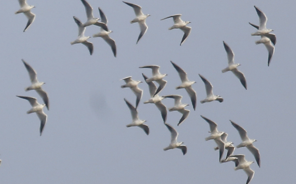 Black-headed Gull