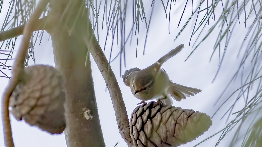 Hume`s Leaf Warbler