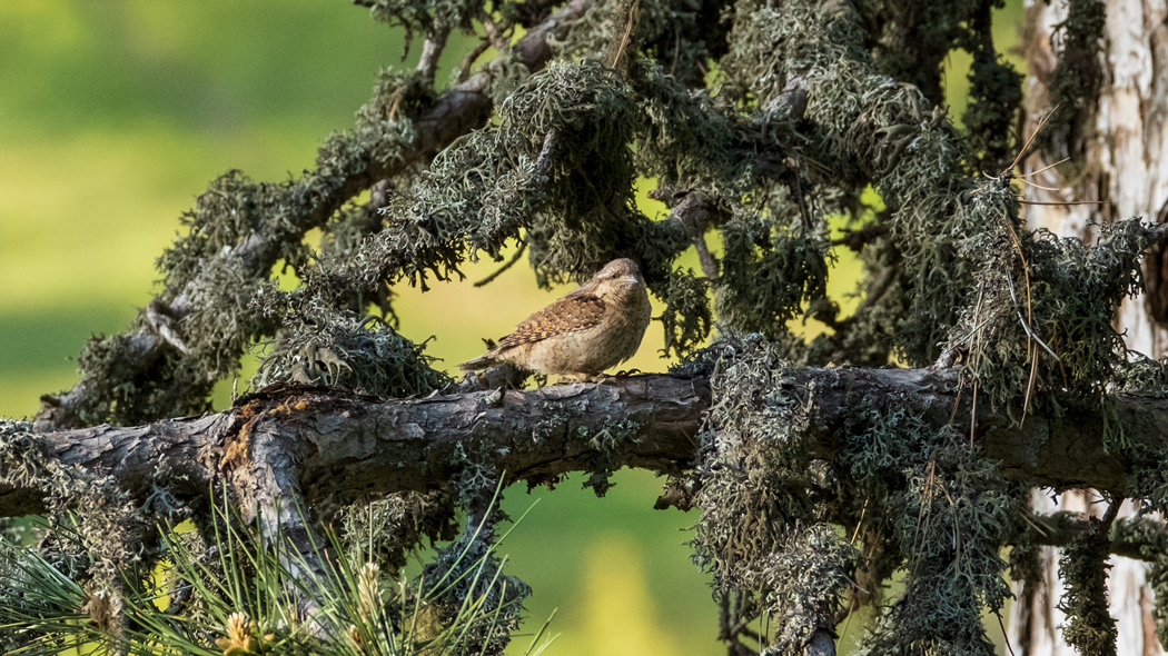 Eurasian Wryneck