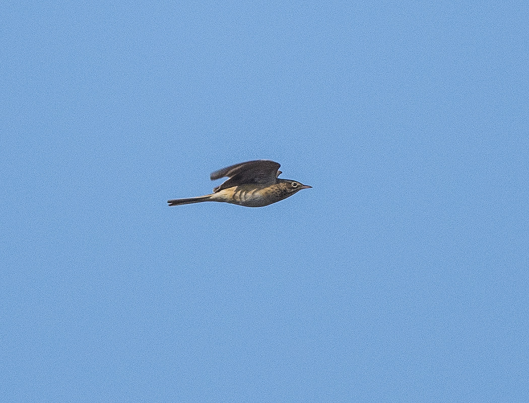 Richard`s Pipit