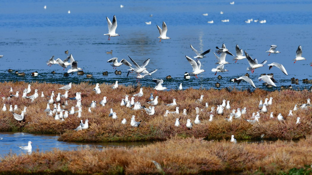 Black-headed Gull