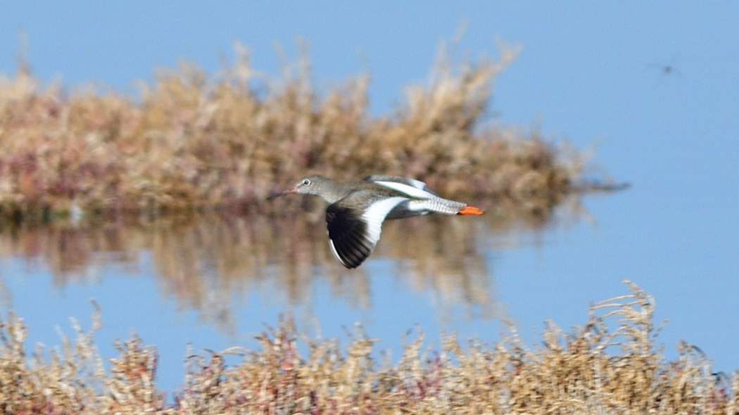 Common Redshank