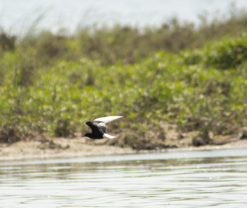 White-winged Tern