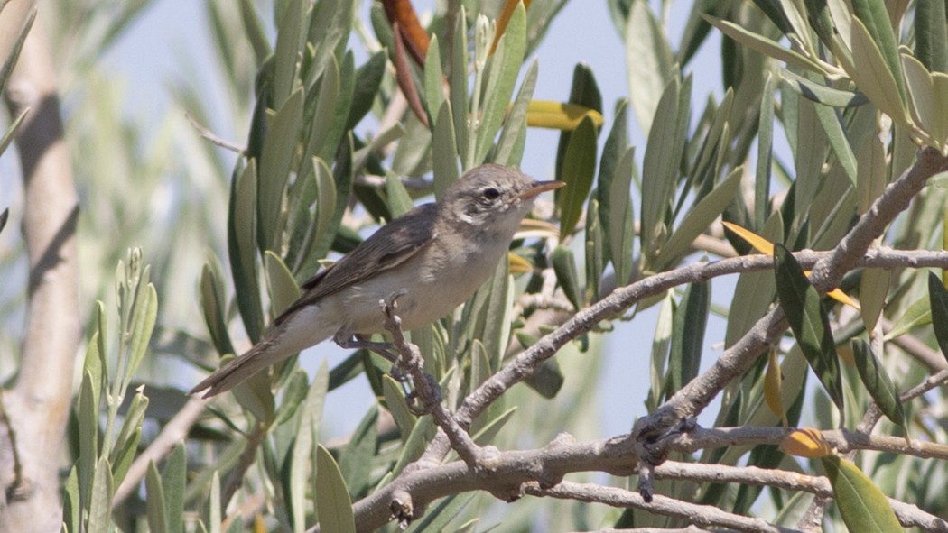 Eastern Olivaceous Warbler