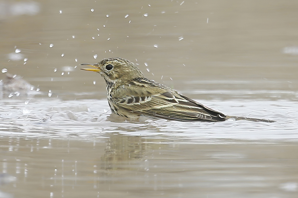 Meadow Pipit
