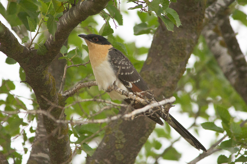 Great Spotted Cuckoo