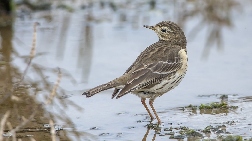 Buff-bellied Pipit