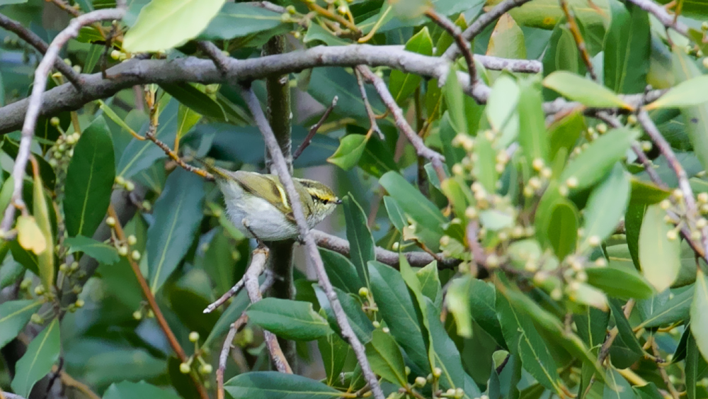 Pallas`s Leaf Warbler