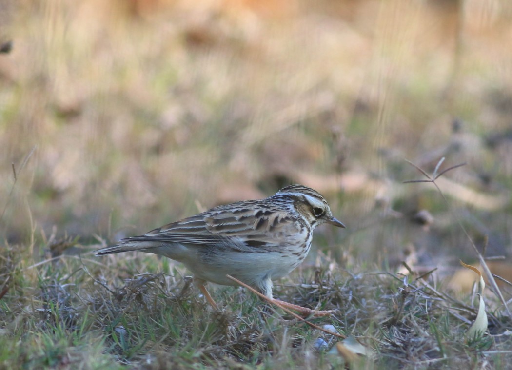 Woodlark