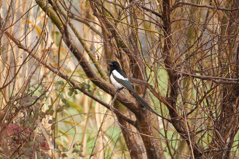 Eurasian Magpie