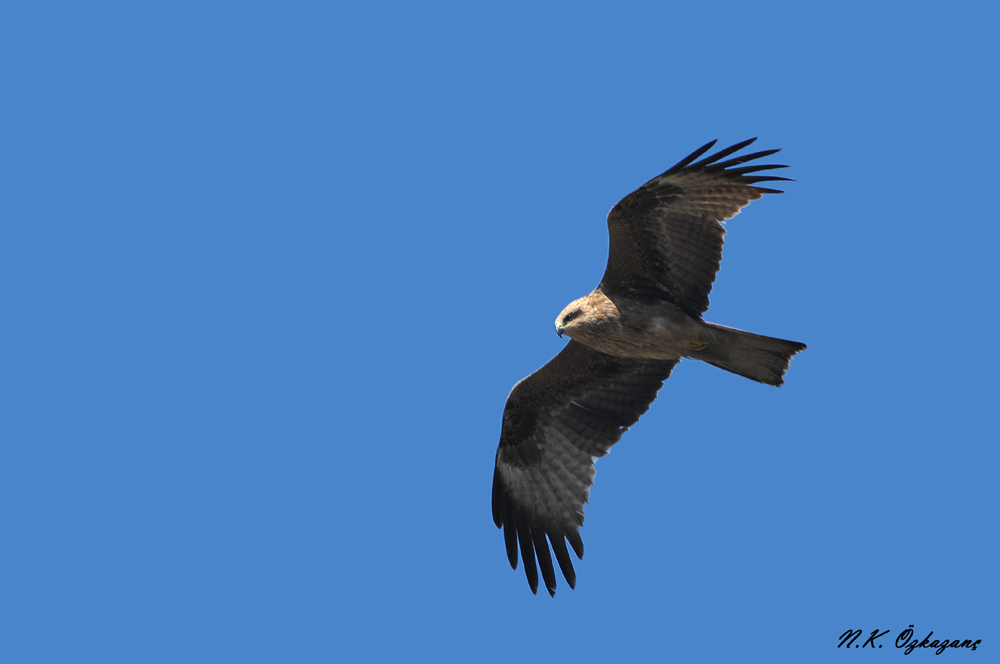 Black Kite