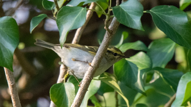 Pallas`s Leaf Warbler