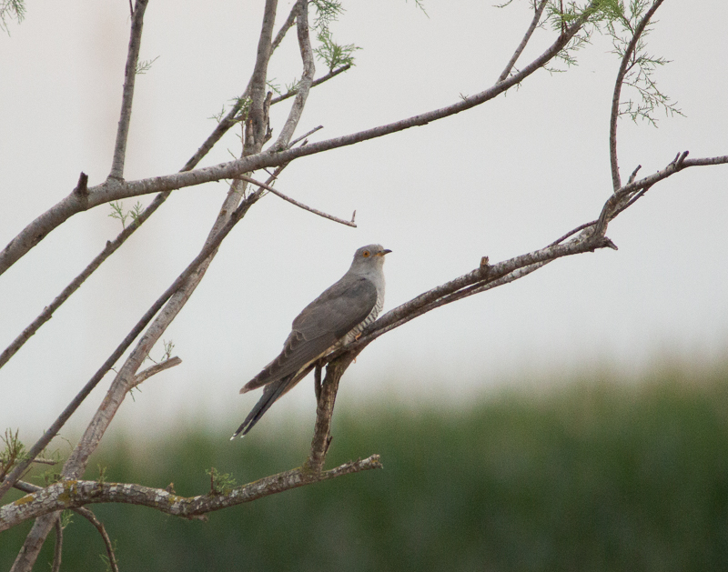 Common Cuckoo