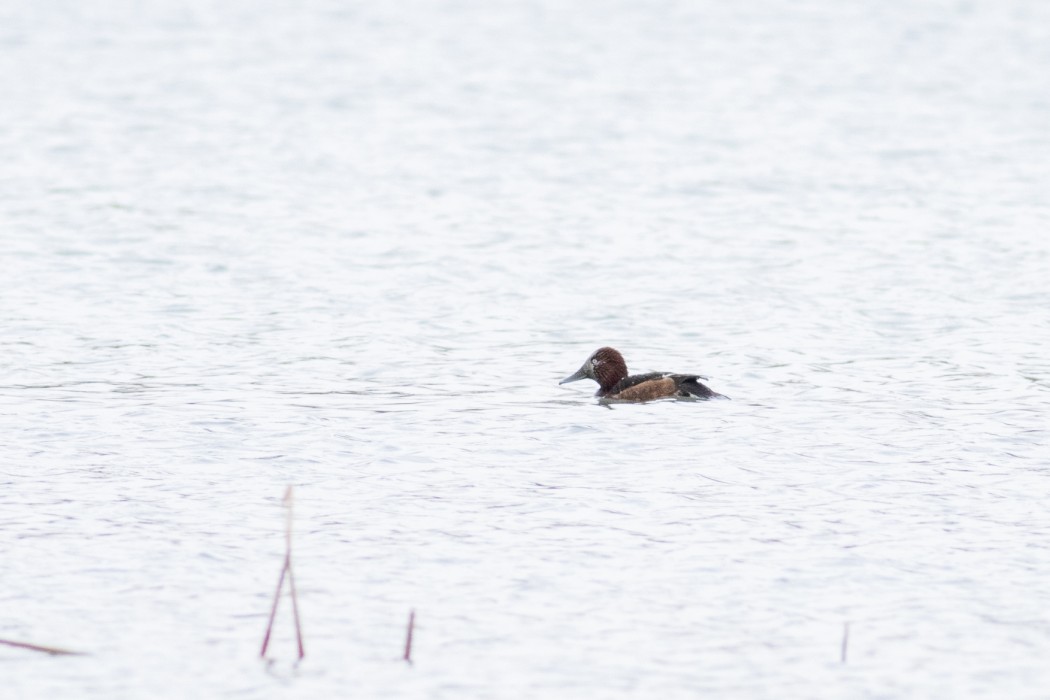 Ferruginous Duck