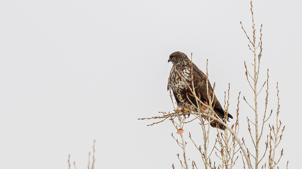 Common Buzzard