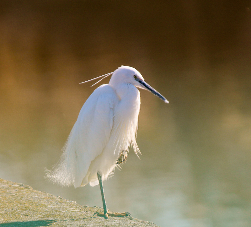 Little Egret