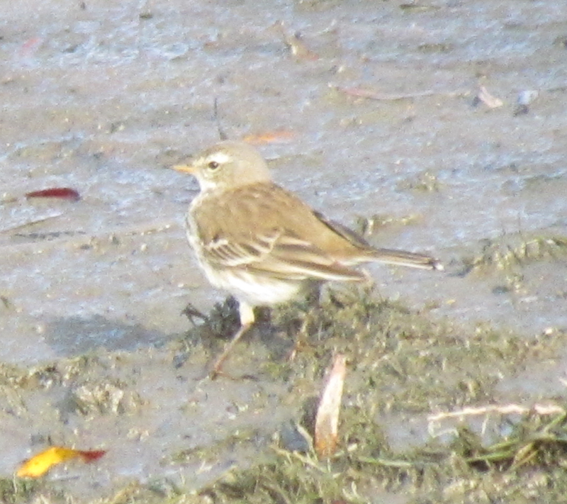 Water Pipit
