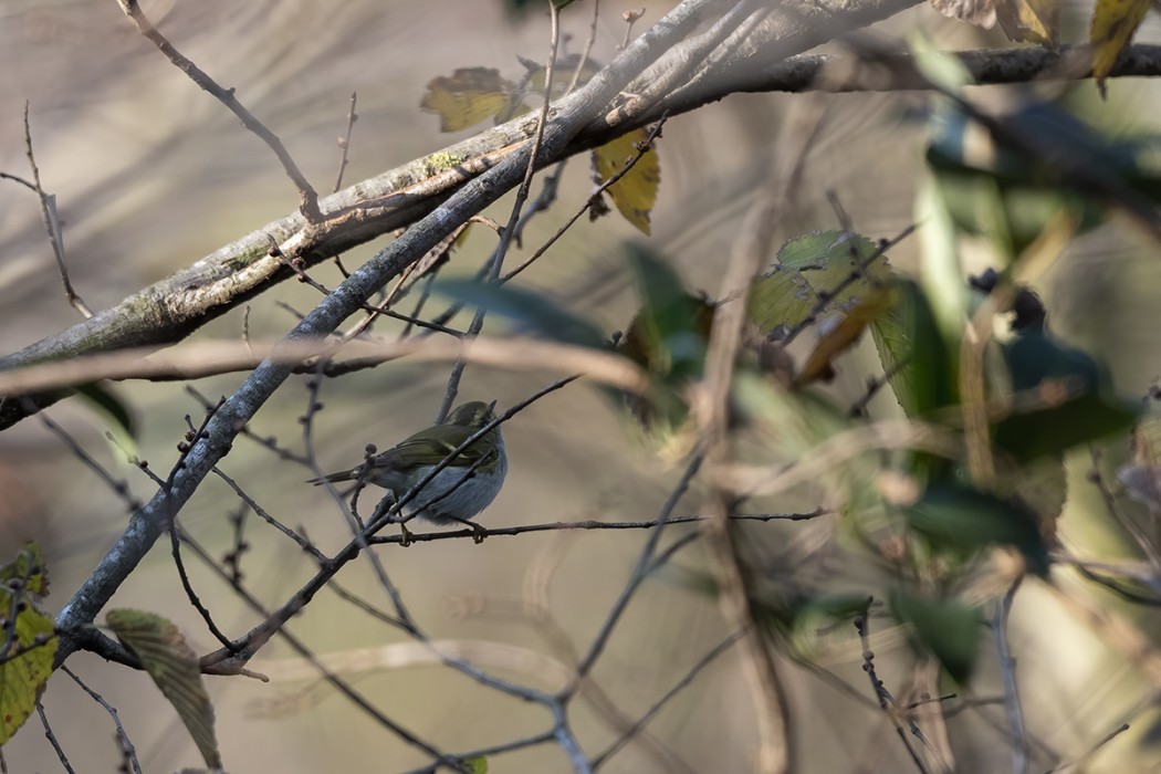 Pallas`s Leaf Warbler
