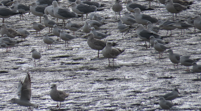 Black-headed Gull