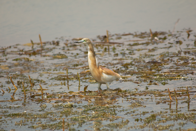 Squacco Heron
