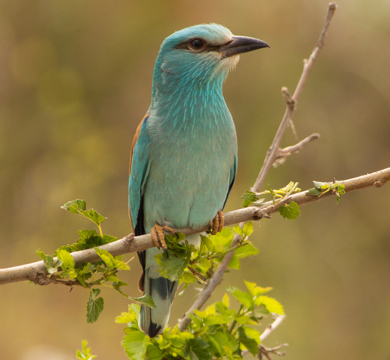European Roller