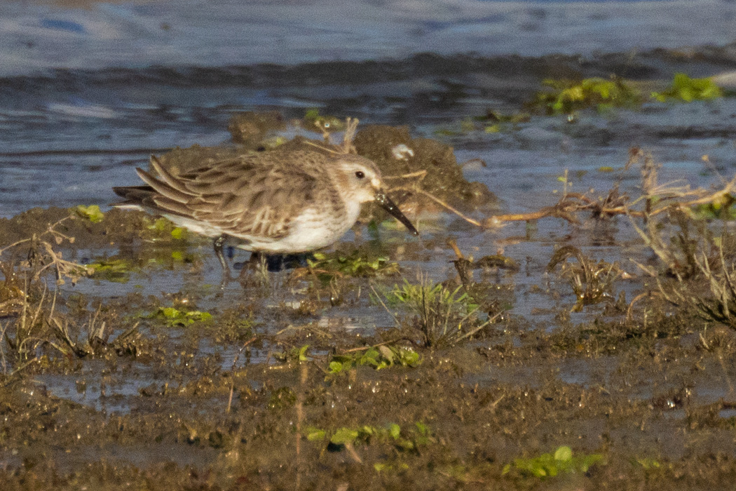 Dunlin
