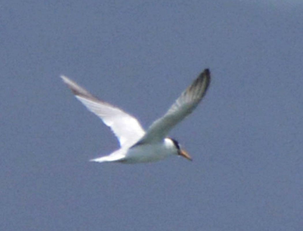 Little Tern