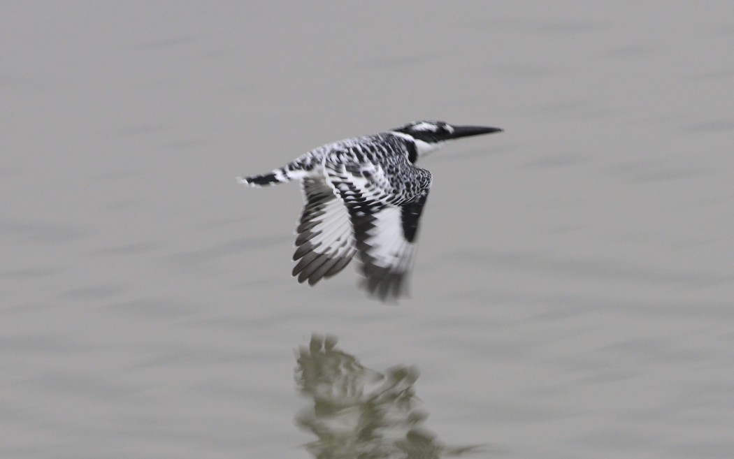 Pied Kingfisher