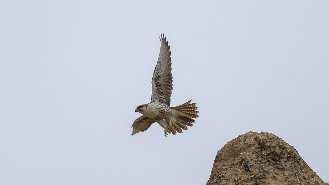 Lanner Falcon