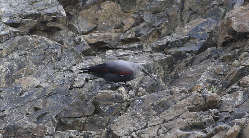 Wallcreeper