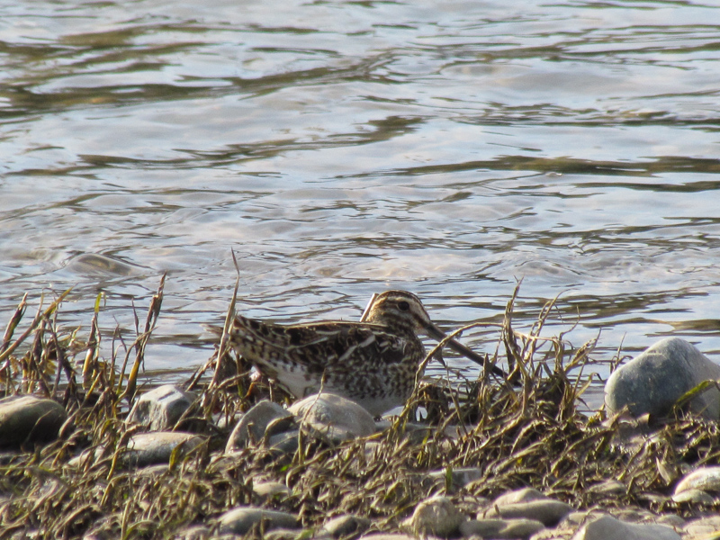 Common Snipe