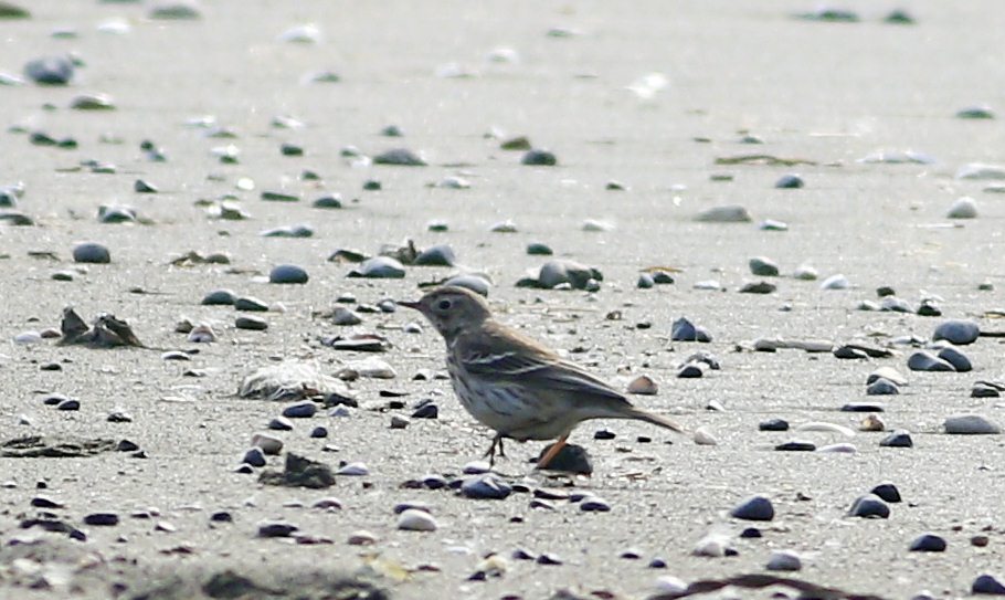 Buff-bellied Pipit