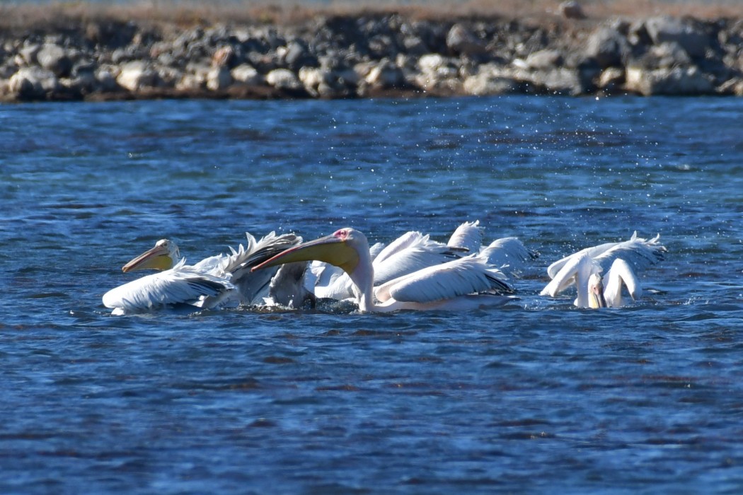 Great White Pelican