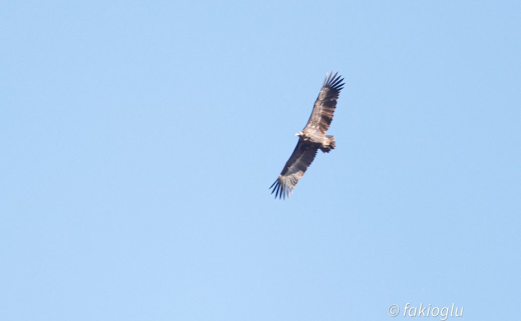 Cinereous Vulture