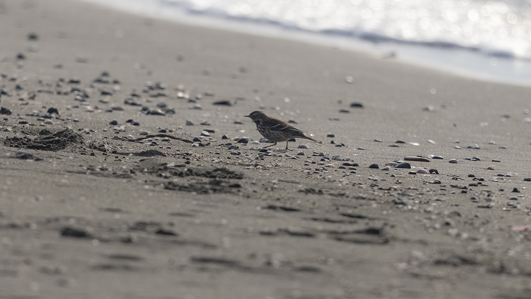 Buff-bellied Pipit