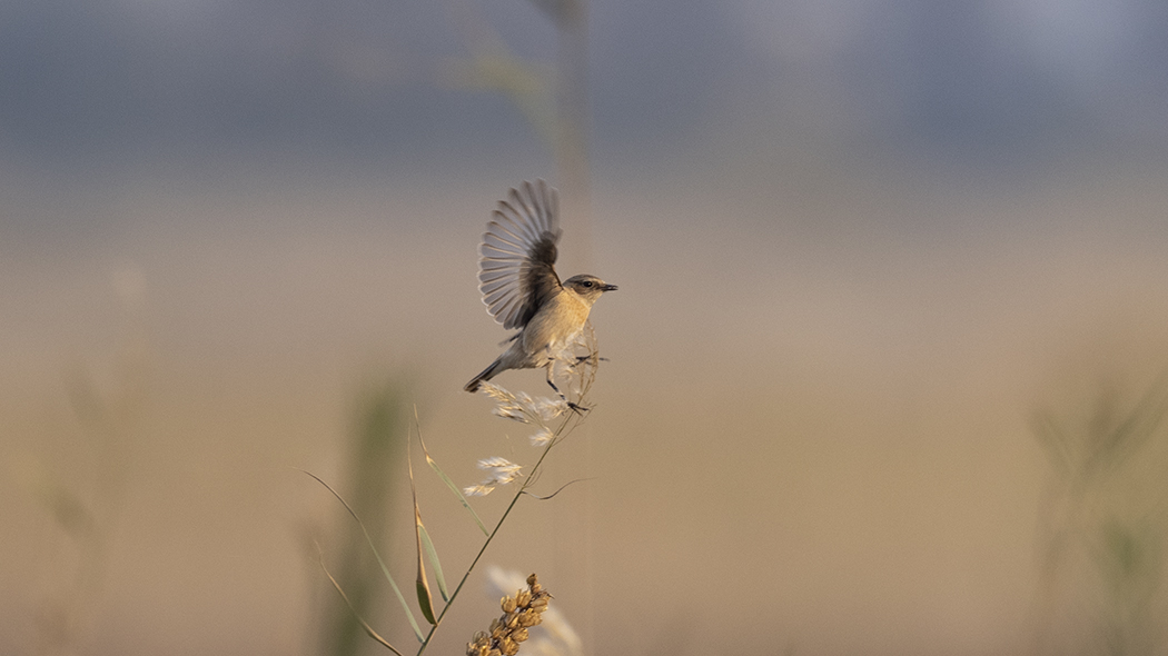 Siberian Stonechat