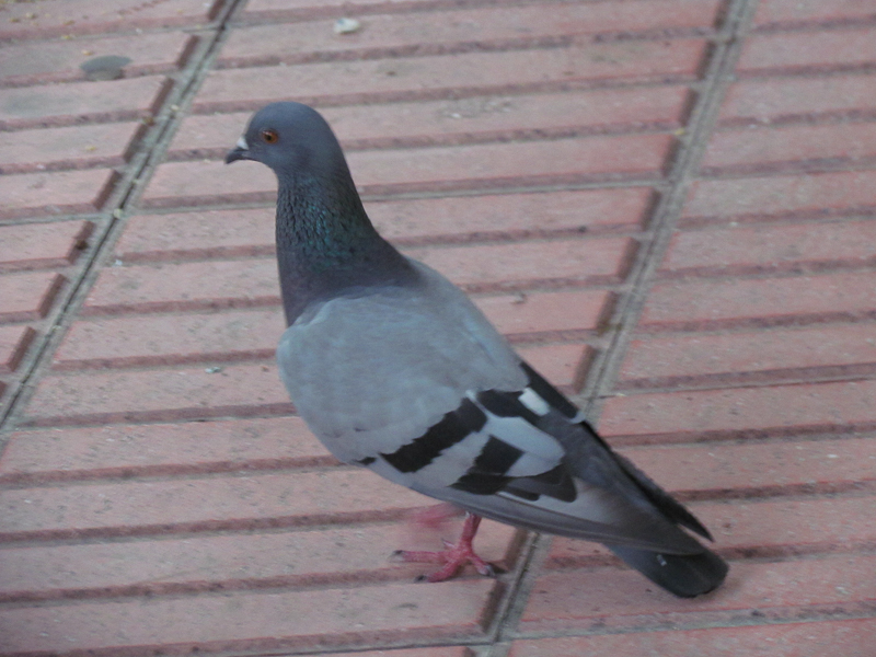 Rock Dove
