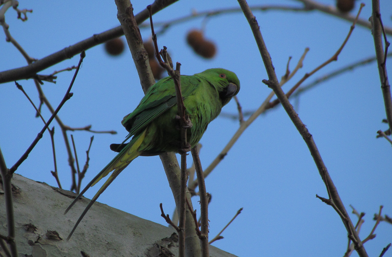 Rose-ringed Parakeet