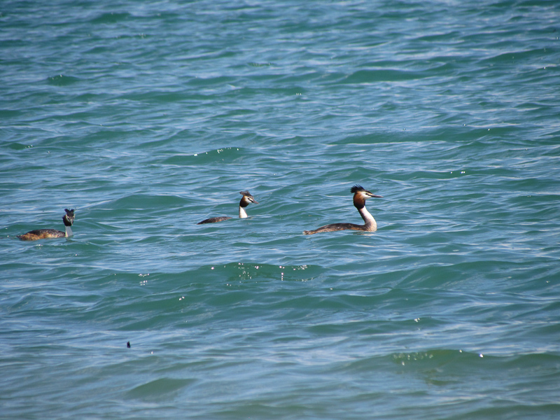 Great Crested Grebe